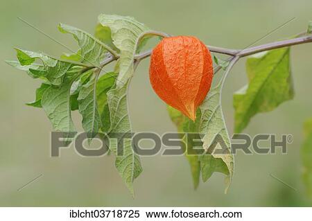 "Bladder Cherry or Chinese Lantern (Physalis franchetii, Physalis alkekengi), fruit, North Rhine-Westphalia, Germany, Europe" View Large Photo Image Stock Photography - "Bladder Cherry or Chinese Lantern (Physalis franchetii, Physalis alkekengi), fruit, North Rhine-Westphalia, Germany, Europe". Fotosearch