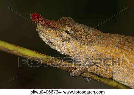 "Blade Chameleon (Calumma gallus), female, rain forests of Andasibe, eastern Madagascar, Madagascar, Africa" View Large Photo Image Picture - "Blade Chameleon (Calumma gallus), female, rain forests of Andasibe, eastern Madagascar, Madagascar, Africa". Fotosearch