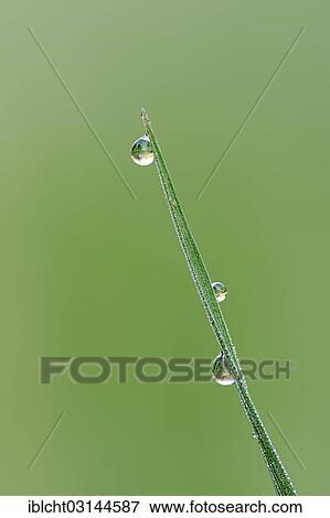 "Blade of grass with water droplets, Bergkamen, North Rhine-Westphalia, Germany, Europe" View Large Photo Image Stock Photo - "Blade of grass with water droplets, Bergkamen, North Rhine-Westphalia, Germany, Europe". Fotosearch