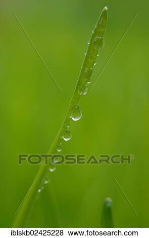 Blade of grass with water droplets View Large Photo Image Stock Photo - Blade of grass with water droplets. Fotosearch