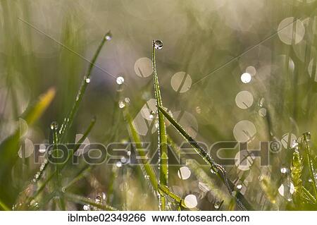 "Blades of grass with sparkling dew drops in the morning light NON EXCLUSIVE USAGE FOR CALENDAR, 2015, TERRITORY: D, A, CH" View Large Photo Image Stock Photograph - "Blades of grass with sparkling dew drops in the morning light NON EXCLUSIVE USAGE FOR CALENDAR, 2015, TERRITORY: D, A, CH". Fotosearch