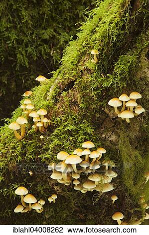 "Bleeding Fairy Helmets (Mycena haematopus) growing on a mossy tree trunk, Coast Range Mountains, Oregon, United States, North America" View Large Photo Image Stock Image - "Bleeding Fairy Helmets (Mycena haematopus) growing on a mossy tree trunk, Coast Range Mountains, Oregon, United States, North America". Fotosearch