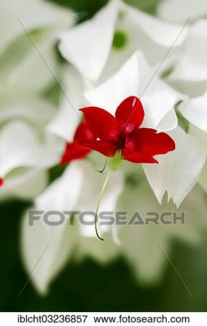"Bleeding Glory-bower (Clerodendrum thomsoniae) flower, occurrence in Africa, North Rhine-Westphalia, Germany, Europe" View Large Photo Image Stock Photo - "Bleeding Glory-bower (Clerodendrum thomsoniae) flower, occurrence in Africa, North Rhine-Westphalia, Germany, Europe". Fotosearch