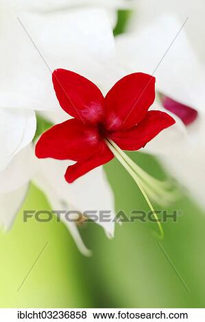 "Bleeding Glory-bower (Clerodendrum thomsoniae) flower, occurrence in Africa, North Rhine-Westphalia, Germany, Europe" View Large Photo Image Stock Photo - "Bleeding Glory-bower (Clerodendrum thomsoniae) flower, occurrence in Africa, North Rhine-Westphalia, Germany, Europe". Fotosearch
