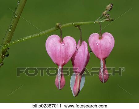 "Bleeding Heart (Dicentra spectabilis), close-up of flowers with raindrops, Leicestershire, England, United Kingdom, Europe" View Large Photo Image Stock Image - "Bleeding Heart (Dicentra spectabilis), close-up of flowers with raindrops, Leicestershire, England, United Kingdom, Europe". Fotosearch