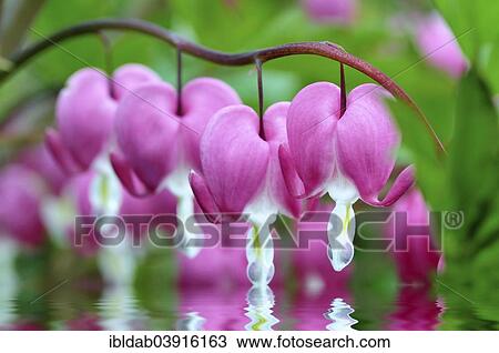 Bleeding Heart (Lamprocapnos spectabilis) touches a water surface View Large Photo Image Stock Image - Bleeding Heart (Lamprocapnos spectabilis) touches a water surface. Fotosearch
