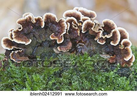 Bleeding Oak Crust (Stereum gausapatum), Tinner Loh, Haren, Emsland, Lower Saxony, Germany, Europe View Large Photo Image Stock Image - Bleeding Oak Crust (Stereum gausapatum), Tinner Loh, Haren, Emsland, Lower Saxony, Germany, Europe. Fotosearch