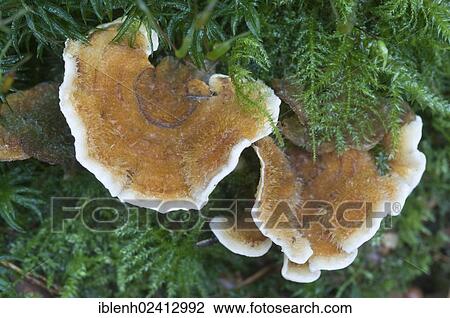 Bleeding Oak Crust (Stereum gausapatum), Tinner Loh, Haren, Emsland, Lower Saxony, Germany, Europe View Large Photo Image Stock Image - Bleeding Oak Crust (Stereum gausapatum), Tinner Loh, Haren, Emsland, Lower Saxony, Germany, Europe. Fotosearch
