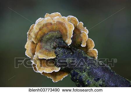 "Bleeding Oak Crust (Stereum gausapatum), Lower Saxony, Germany, Europe" View Large Photo Image Stock Image - "Bleeding Oak Crust (Stereum gausapatum), Lower Saxony, Germany, Europe". Fotosearch