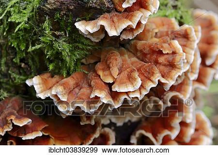 Stock Photo - "Bleeding Oak Crust (Stereum gausapatum), North Rhine-Westphalia, Germany, Europe". Fotosearch