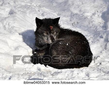 "Bleeding wound on the head, Northwestern wolf (Canis lupus occidentalis) in the snow, captive, Baden-Wurttemberg, Germany, Europe" View Large Photo Image Stock Photography - "Bleeding wound on the head, Northwestern wolf (Canis lupus occidentalis) in the snow, captive, Baden-Wurttemberg, Germany, Europe". Fotosearch