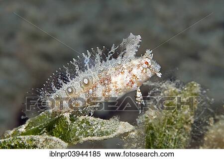 "Blenny (Petroscirtes sp. ) on seagrass meadow, Red Sea, Egypt, Africa" View Large Photo Image Stock Photography - "Blenny (Petroscirtes sp. ) on seagrass meadow, Red Sea, Egypt, Africa". Fotosearch
