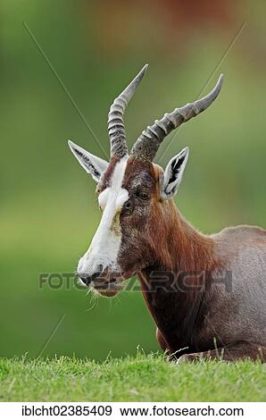 "Blesbok or Blesbuck (Damaliscus dorcas phillipsi), male, native to Africa, in captivity, Germany, Europe" View Large Photo Image Stock Photo - "Blesbok or Blesbuck (Damaliscus dorcas phillipsi), male, native to Africa, in captivity, Germany, Europe". Fotosearch