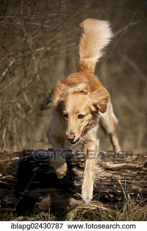 Blond Hovawart jumping over a tree trunk View Large Photo Image Stock Photo - Blond Hovawart jumping over a tree trunk. Fotosearch