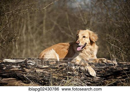 Blond Hovawart lying on a tree trunk View Large Photo Image Stock Photograph - Blond Hovawart lying on a tree trunk. Fotosearch