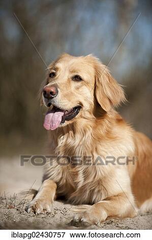 "Blond Hovawart, lying" View Large Photo Image Stock Photo - "Blond Hovawart, lying". Fotosearch