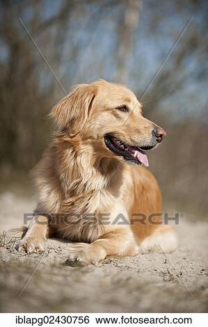 "Blond Hovawart, lying" View Large Photo Image Stock Photograph - "Blond Hovawart, lying". Fotosearch