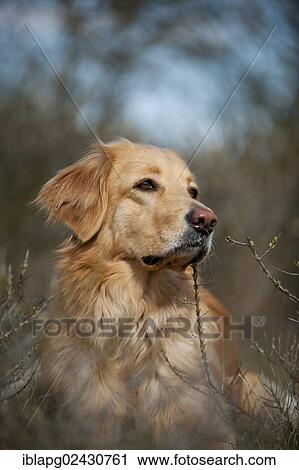 "Blond Hovawart, portrait, lying" View Large Photo Image Stock Image - "Blond Hovawart, portrait, lying". Fotosearch
