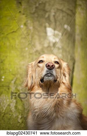 "Blond Hovawart, portrait" View Large Photo Image Stock Image - "Blond Hovawart, portrait". Fotosearch