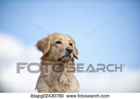 "Blond Hovawart, portrait" View Large Photo Image Stock Image - "Blond Hovawart, portrait". Fotosearch