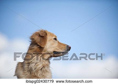 "Blond Hovawart, portrait" View Large Photo Image Stock Photo - "Blond Hovawart, portrait". Fotosearch