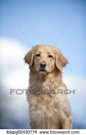 "Blond Hovawart, portrait" View Large Photo Image Stock Photograph - "Blond Hovawart, portrait". Fotosearch