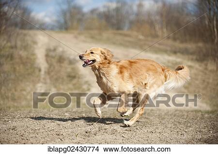 "Blond Hovawart, running" View Large Photo Image Picture - "Blond Hovawart, running". Fotosearch