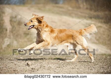 "Blond Hovawart, running" View Large Photo Image Stock Image - "Blond Hovawart, running". Fotosearch