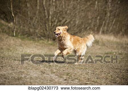 "Blond Hovawart, running" View Large Photo Image Stock Image - "Blond Hovawart, running". Fotosearch