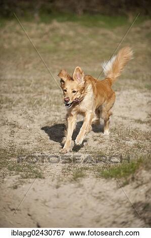 "Blond Hovawart, running" View Large Photo Image Stock Photo - "Blond Hovawart, running". Fotosearch