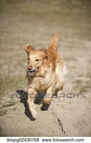 "Blond Hovawart, running" View Large Photo Image Stock Photo - "Blond Hovawart, running". Fotosearch
