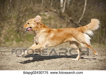 "Blond Hovawart, running" View Large Photo Image Stock Photography - "Blond Hovawart, running". Fotosearch