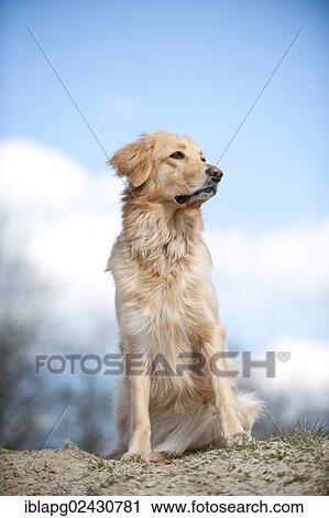 "Blond Hovawart, sitting" View Large Photo Image Stock Image - "Blond Hovawart, sitting". Fotosearch