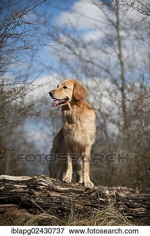 Blond Hovawart standing on a tree trunk View Large Photo Image Stock Photo - Blond Hovawart standing on a tree trunk. Fotosearch