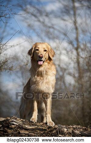 Blond Hovawart standing on a tree trunk View Large Photo Image Stock Photo - Blond Hovawart standing on a tree trunk. Fotosearch