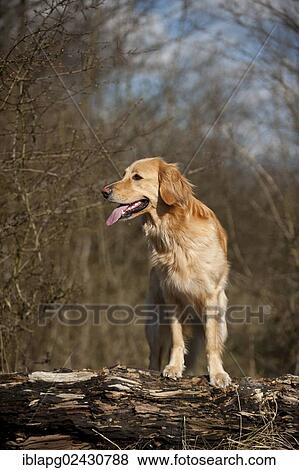 Stock Photo - Blond Hovawart standing on a tree trunk. Fotosearch
