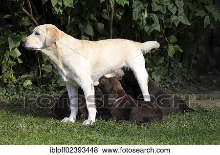 Blond Labrador Retriever suckling brown Labrador Retriever puppies View Large Photo Image Stock Photo - Blond Labrador Retriever suckling brown Labrador Retriever puppies. Fotosearch