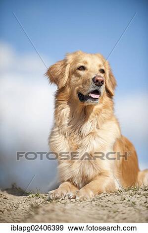 "Blonde Hovawart, lying" View Large Photo Image Stock Photo - "Blonde Hovawart, lying". Fotosearch