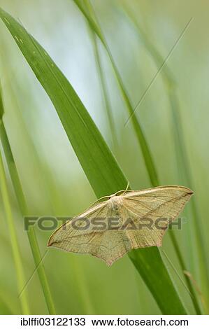 Stock Image - "Blood-vein moth (Timandra comae), perched on a blade of grass, North Rhine-Westphalia, Germany, Europe". Fotosearch