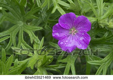 Stock Photo - "Bloody Cranesbill or Bloody Geranium (Geranium sanguineum), Perchtoldsdorfer Heide, Perchtoldsdorf, Lower Austria, Austria, Europe". Fotosearch