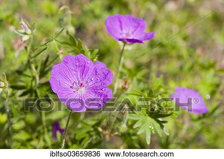Stock Photograph - "Bloody Cranesbill or Bloody Geranium (Geranium sanguineum), flowering, native to Europe and temperate Asia, Thuringia, Germany, Europe". Fotosearch