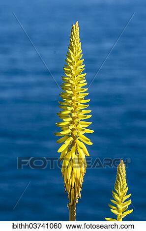 "Blooming Aloe Vera (Aloe vera), La Gomera, Canary Islands, Spain, Europe" View Large Photo Image Stock Image - "Blooming Aloe Vera (Aloe vera), La Gomera, Canary Islands, Spain, Europe". Fotosearch