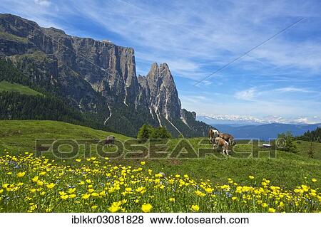 "Blooming alpine meadows and cattle on the Alpe di Siusi with Sciliar Mountain, Seiser Alm, Dolomiten, South Tyrol province, Trentino-Alto Adige, Italy, Europe" View Large Photo Image Stock Photo - "Blooming alpine meadows and cattle on the Alpe di Siusi with Sciliar Mountain, Seiser Alm, Dolomiten, South Tyrol province, Trentino-Alto Adige, Italy, Europe". Fotosearch