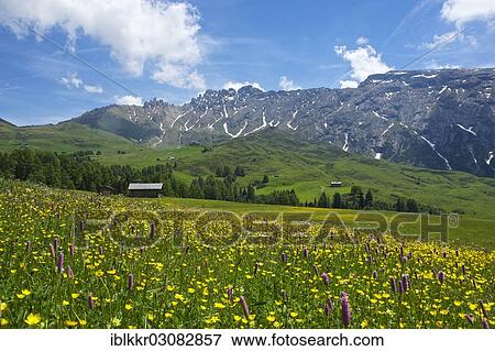 "Blooming alpine meadows looking towards the Denti di Terrarossa mountains, Seiser Alm, Dolomiten, South Tyrol province, Trentino-Alto Adige, Italy, Europe" View Large Photo Image Stock Photo - "Blooming alpine meadows looking towards the Denti di Terrarossa mountains, Seiser Alm, Dolomiten, South Tyrol province, Trentino-Alto Adige, Italy, Europe". Fotosearch