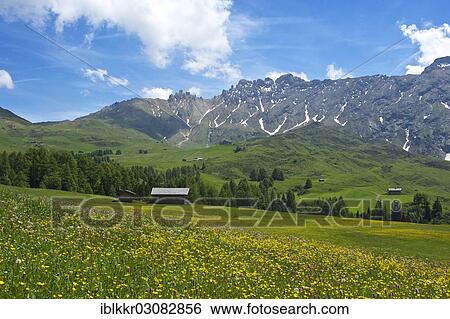 "Blooming alpine meadows looking towards the Denti di Terrarossa mountains, Seiser Alm, Dolomiten, South Tyrol province, Trentino-Alto Adige, Italy, Europe" View Large Photo Image Stock Photograph - "Blooming alpine meadows looking towards the Denti di Terrarossa mountains, Seiser Alm, Dolomiten, South Tyrol province, Trentino-Alto Adige, Italy, Europe". Fotosearch