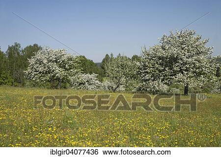 "Blooming apple tree on an orchard meadow, Saxony, Germany, Europe" View Large Photo Image Stock Photograph - "Blooming apple tree on an orchard meadow, Saxony, Germany, Europe". Fotosearch