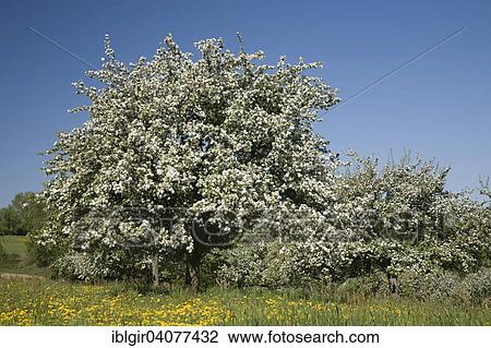 "Blooming apple trees in a meadow, Saxony, Germany, Europe" View Large Photo Image Stock Image - "Blooming apple trees in a meadow, Saxony, Germany, Europe". Fotosearch