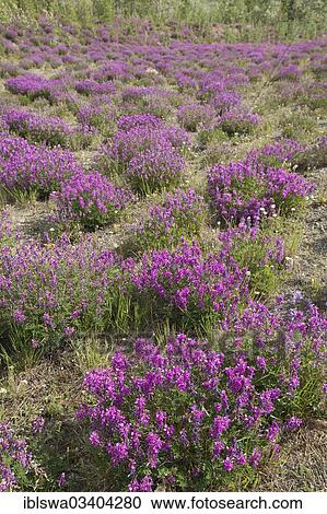 "Blooming Broad-leaved willowherb (Epilobium montanum), Yukon Territory, Canada, North America" View Large Photo Image Stock Image - "Blooming Broad-leaved willowherb (Epilobium montanum), Yukon Territory, Canada, North America". Fotosearch