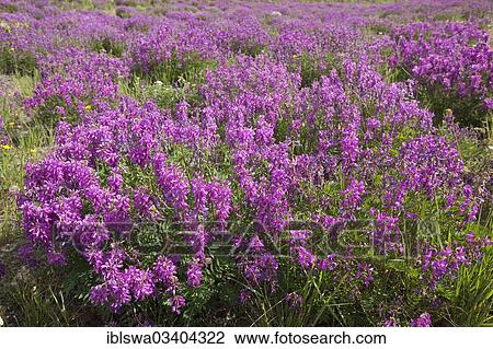 "Blooming Broad-leaved willowherb (Epilobium montanum), Yukon Territory, Canada, North America" View Large Photo Image Stock Image - "Blooming Broad-leaved willowherb (Epilobium montanum), Yukon Territory, Canada, North America". Fotosearch