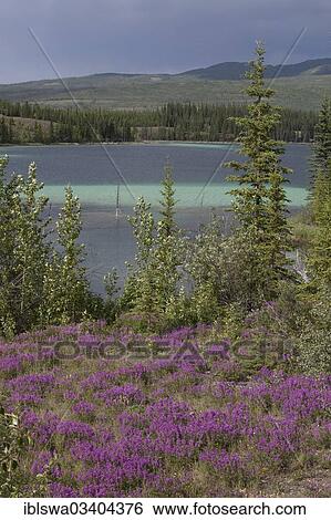 Stock Photograph - "Blooming Broad-leaved willowherb (Epilobium montanum), Twin Lakes with turquoise water behind, Yukon Territory, Canada, North America". Fotosearch